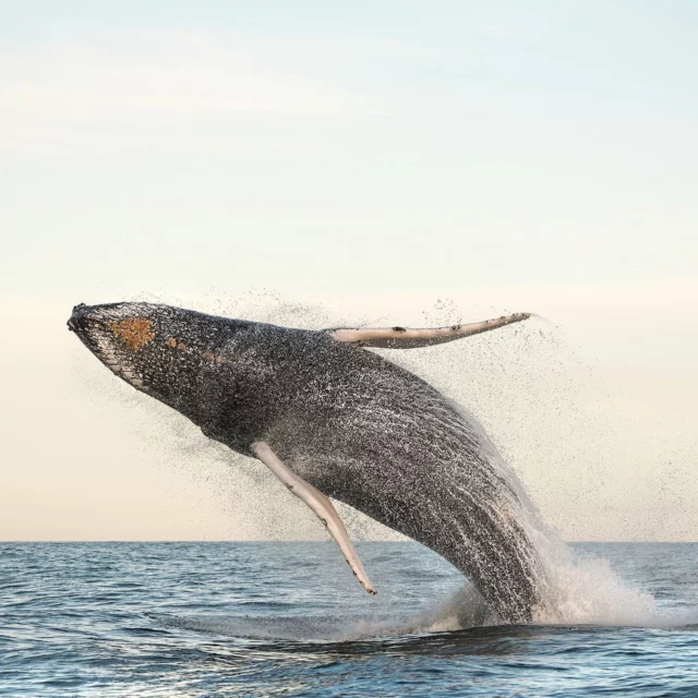 Winter in Byron Bay = whale watching magic. 🐋⁠
Winter is one of the best times to visit Byron Bay, with humpback whales making their incredible migration along the coast.⁠
⁠
From the iconic lighthouse or right from the beach, you’ll have front-row seats to these gentle giants. Pair that with crisp mornings and cosy luxury accommodation, and you’ve got the perfect winter escape.⁠
⁠
📸 @craigparryphotographer